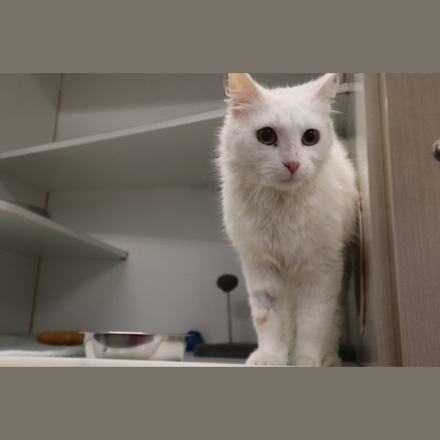 Photo of Violet 