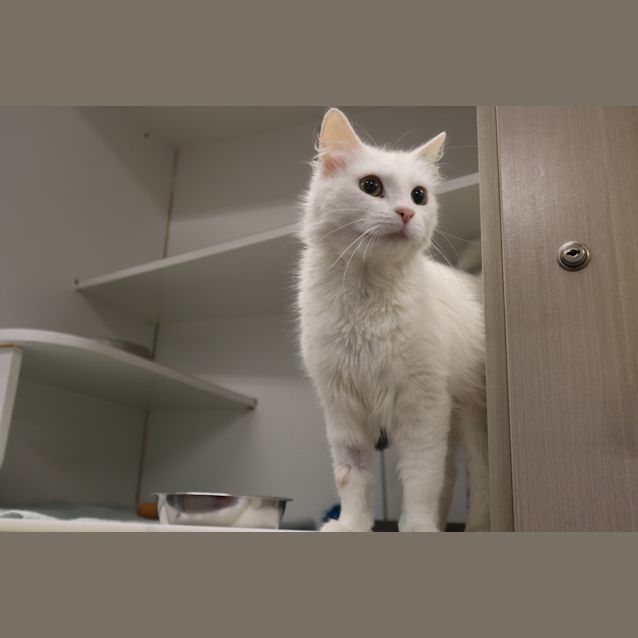 Photo of Violet 