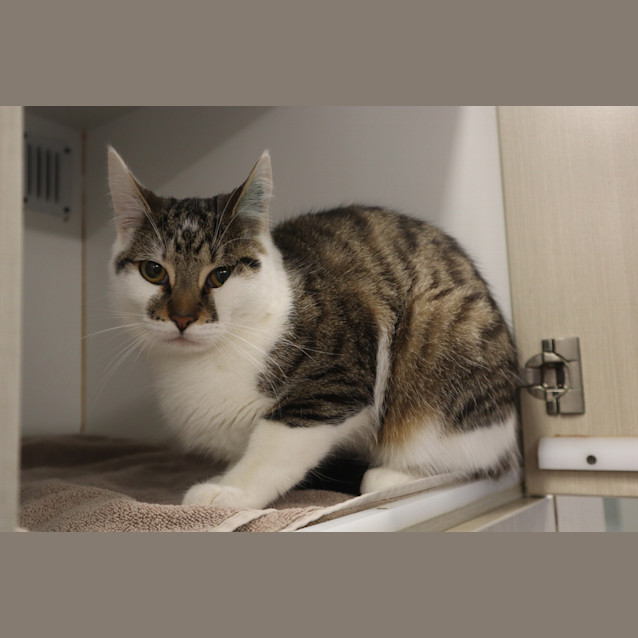 Photo of Clover