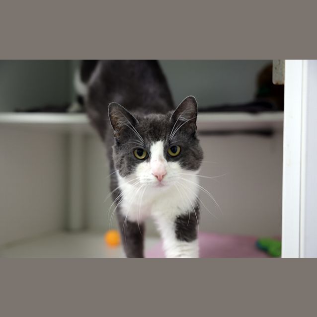 Photo of Baxter 