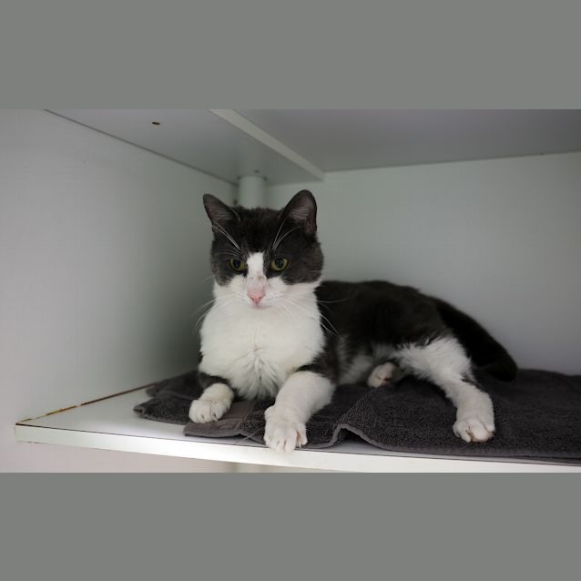 Photo of Baxter 