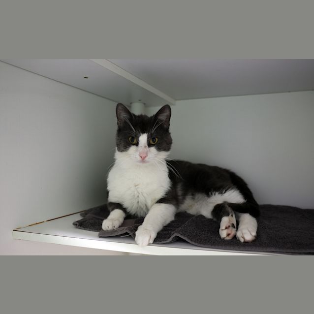 Photo of Baxter 