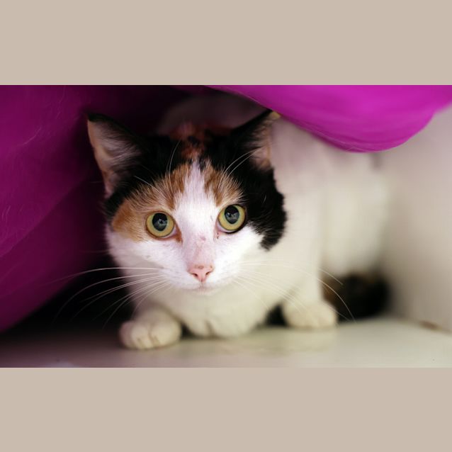 Photo of Mibo