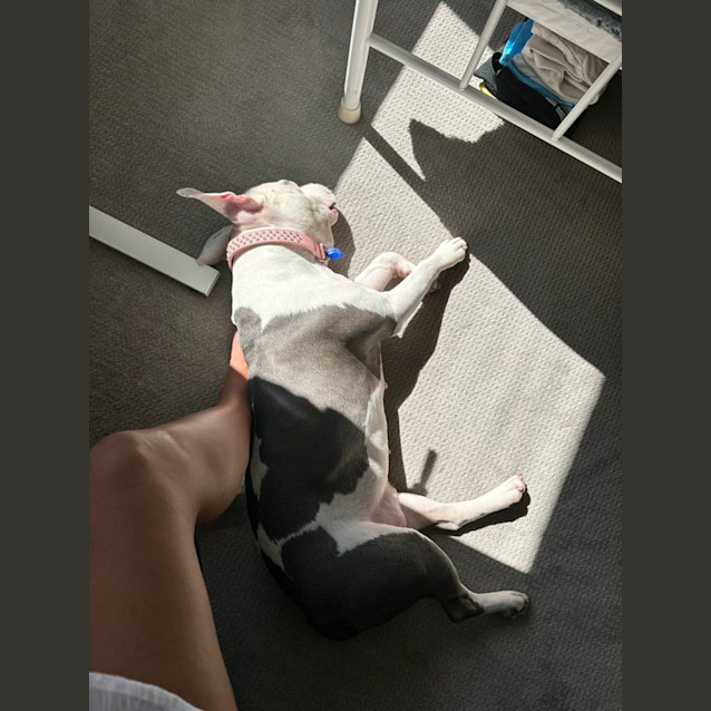 Photo of Millie   3 Year Old Staffy X Bulldog (Trial)