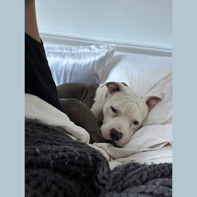 Photo of Millie   3 Year Old Staffy X Bulldog (Trial)