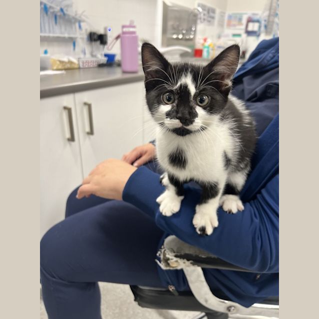 Photo of Pepe Le Pew