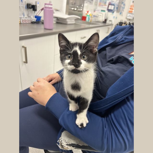 Photo of Pepe Le Pew