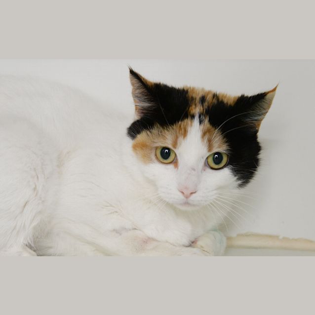 Photo of Mibo