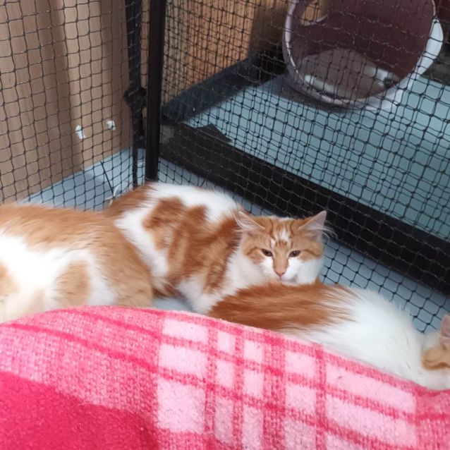 Photo of Mitski **2nd Chance Cat Rescue**