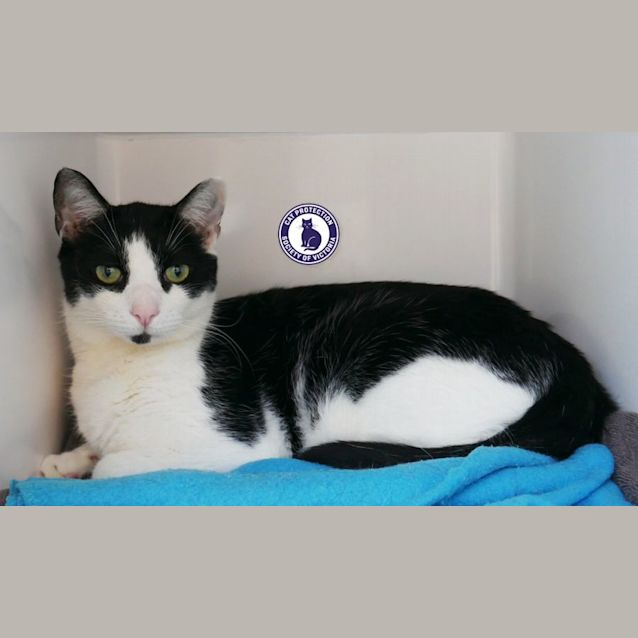 Photo of Swiper Sua011888