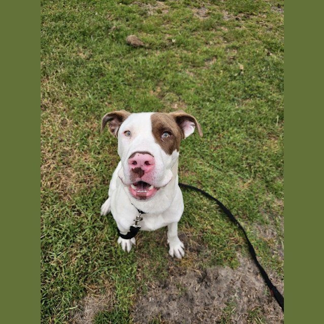 Photo of Chilli