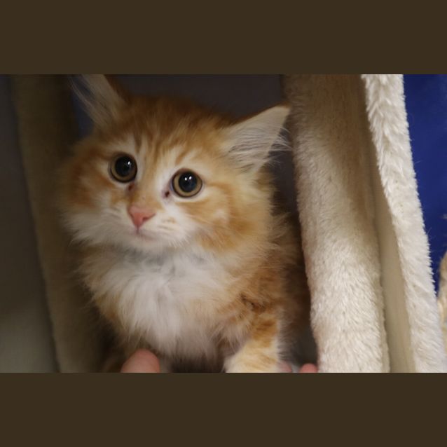 Photo of Cookie