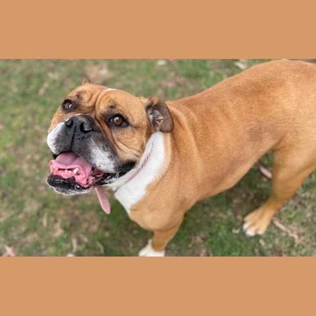 Photo of Trixie