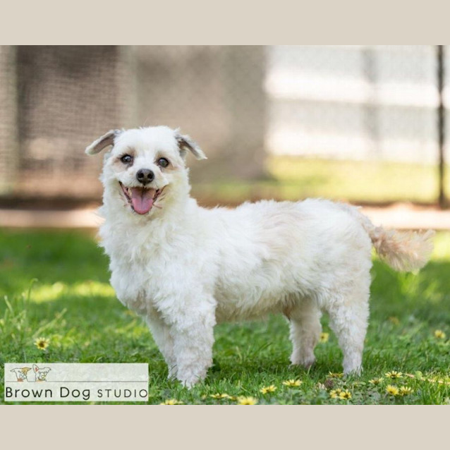 Photo of Zorro Nightingale