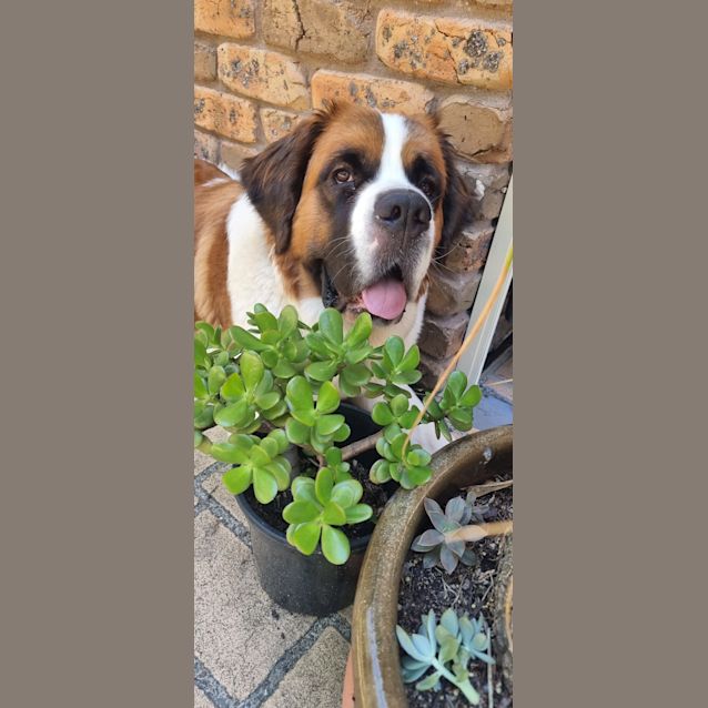Photo of Lexi   18 Month Old Saint Bernard (Trial)
