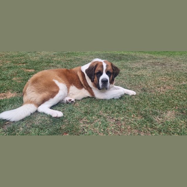 Photo of Lexi   18 Month Old Saint Bernard (Trial)