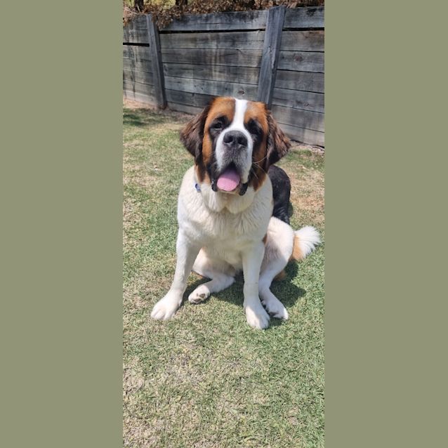 Photo of Lexi   18 Month Old Saint Bernard (Trial)