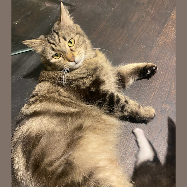 Photo of Juno