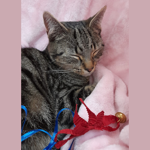 Photo of Alexander The Great 