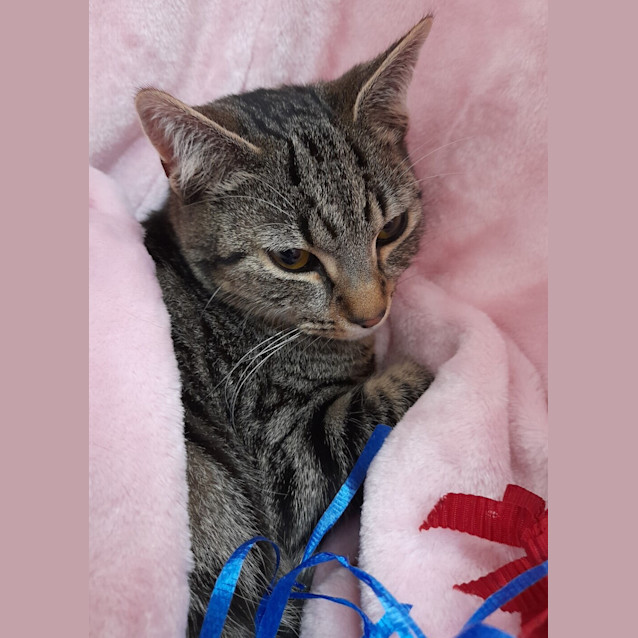 Photo of Alexander The Great 