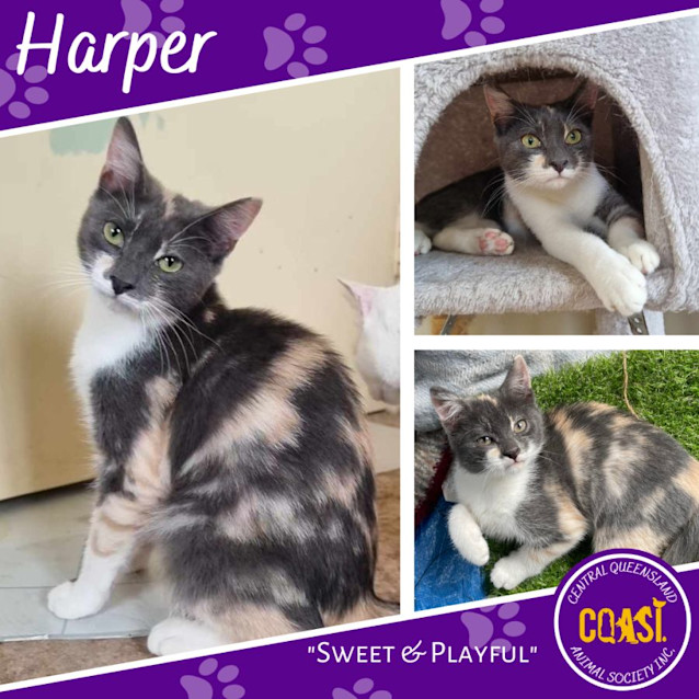 Photo of Harper
