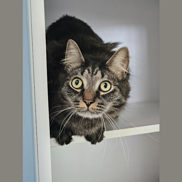 Photo of Shadow