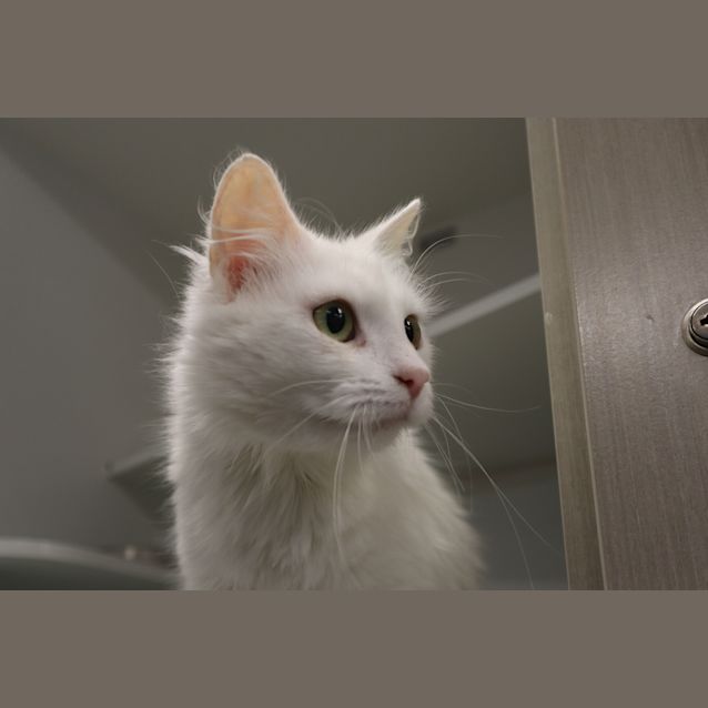 Photo of Violet 