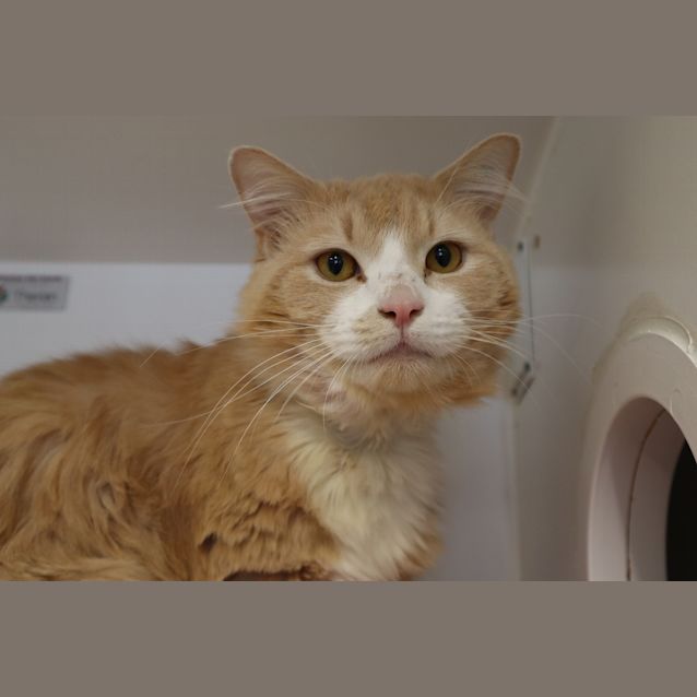 Photo of Harvey