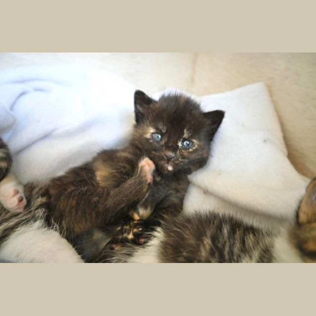 Photo of 💕 Lentil 💕