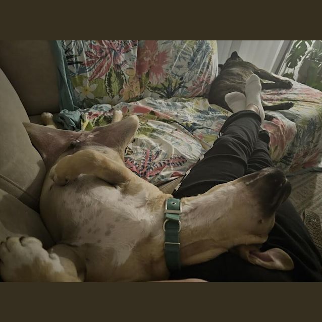 Photo of Rocky (Was Archie)