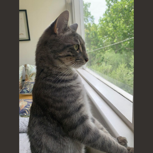 Photo of Keanu   Located In Armadale