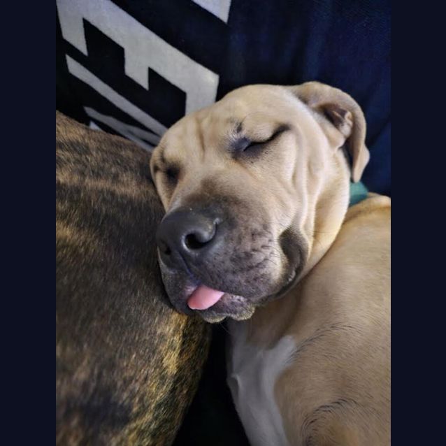 Photo of Rocky (Was Archie)