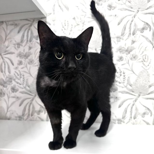 Photo of Gomez   Located In Braybrook