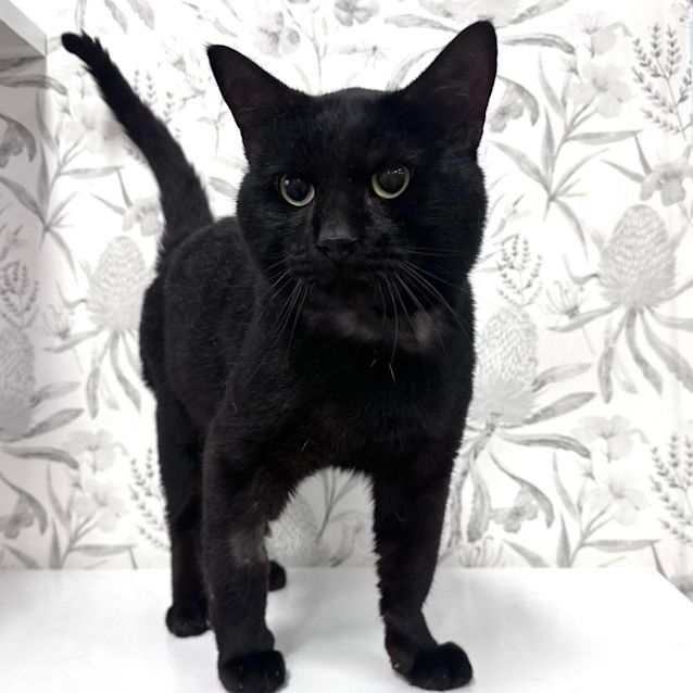 Photo of Gomez   Located In Braybrook