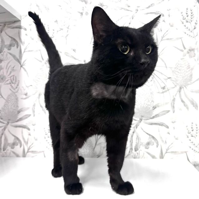 Photo of Gomez   Located In Braybrook