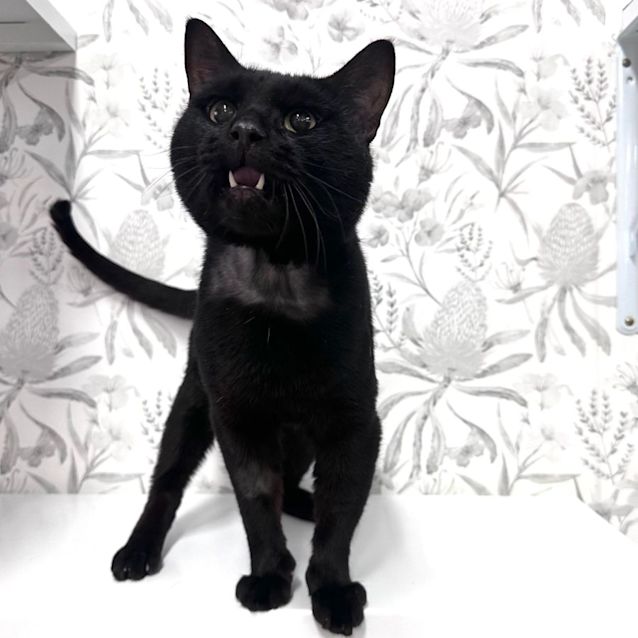 Photo of Gomez   Located In Braybrook