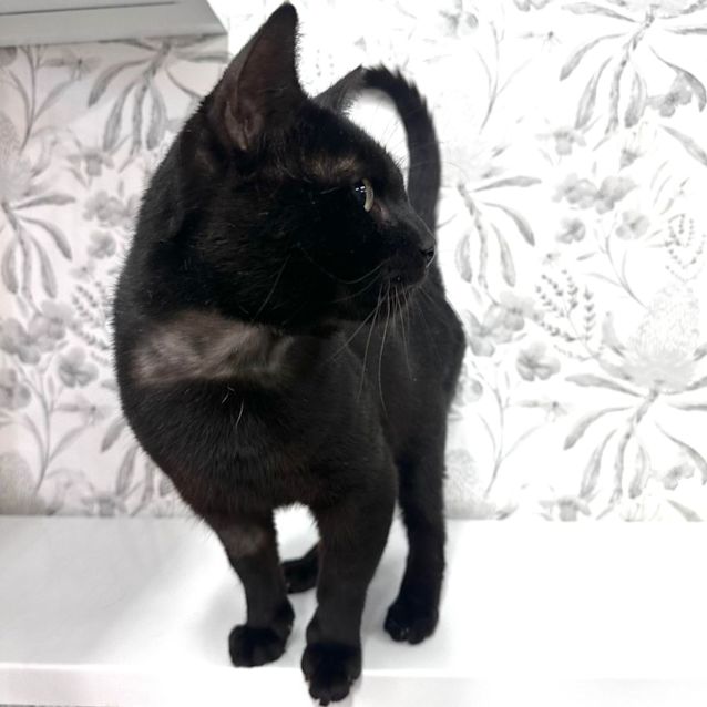 Photo of Gomez   Located In Braybrook