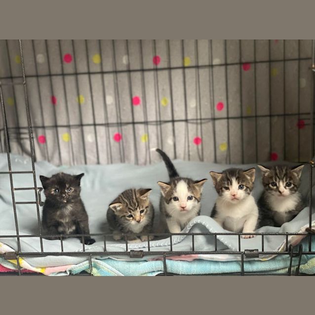 Photo of 💜💜 Chickpea 💜💜