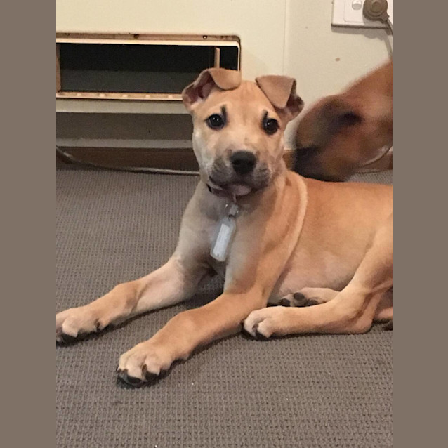 Photo of Rocket (Now Teddy)