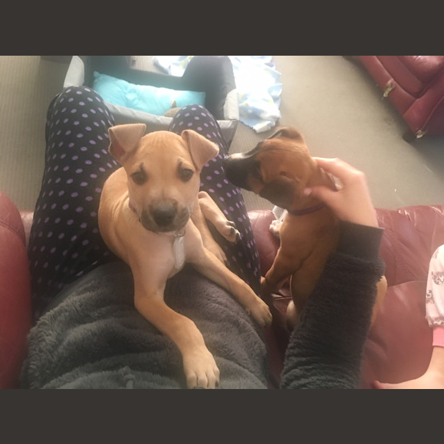 Photo of Rocket (Now Teddy)
