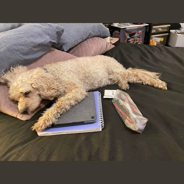Photo of Frankie