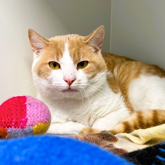 Photo of Butternut