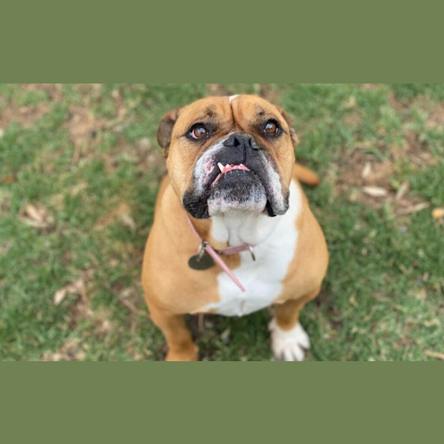Photo of Trixie