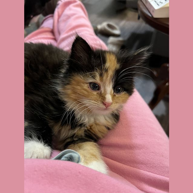 Photo of Butternut