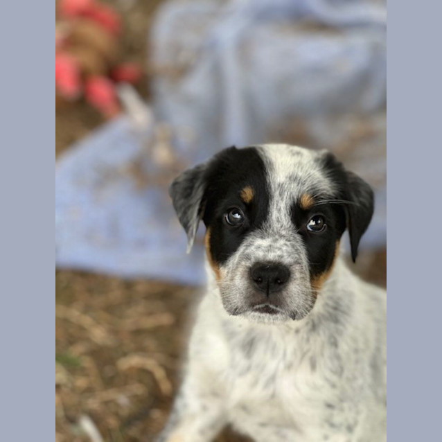 Photo of Dusty   8 Week Old Cattle Dog X (Trial)