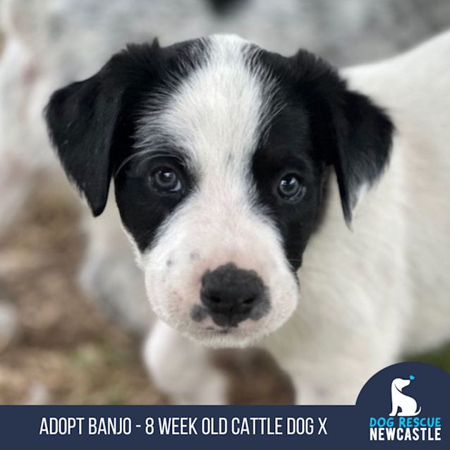 Photo of Banjo   8 Week Old Cattle Dog X (Hold)