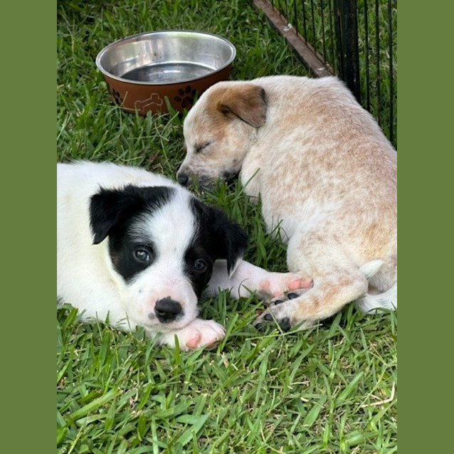 Photo of Banjo   8 Week Old Cattle Dog X (Hold)