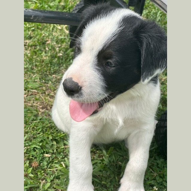Photo of Banjo   8 Week Old Cattle Dog X (Hold)