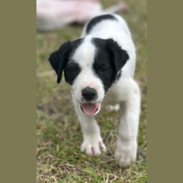 Photo of Banjo   8 Week Old Cattle Dog X (Hold)