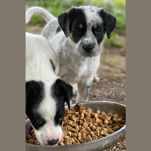 Photo of Banjo   8 Week Old Cattle Dog X (Hold)